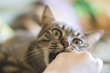 Varför biter min katt mig när jag slutar klappa henne?