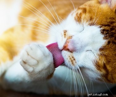 Proč se kočky samy upravují poté, co je pohladíte? 