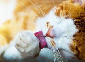 Perché i gatti si puliscono da soli dopo che li hai accarezzati?