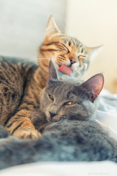 Почему кошки вылизывают себя после того, как вы их погладили?