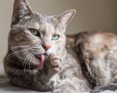 Waarom verzorgen katten zichzelf nadat je ze hebt geaaid?