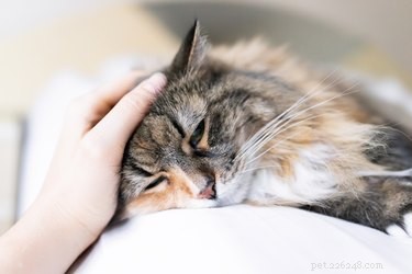 Waarom verzorgen katten zichzelf nadat je ze hebt geaaid?