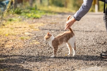 Varför höjer katter ryggen när du klappar dem?