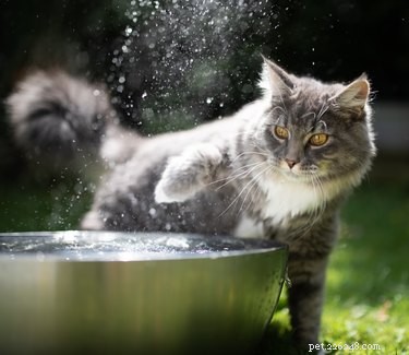 Почему моя кошка всегда двигает миску с водой?