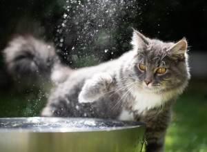 猫がいつも水入れを動かすのはなぜですか？ 