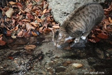 猫がいつも水入れを動かすのはなぜですか？ 