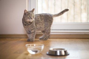 고양이가 항상 물그릇을 옮기는 이유는 무엇입니까?