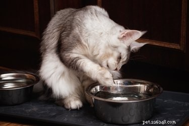 Por que meu gato sempre move a tigela de água?