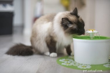 Pourquoi mon chat déplace-t-il toujours son bol d eau ?