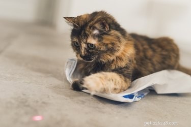 Varför älskar katter laserpekare?