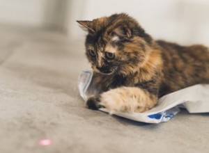 Por que os gatos adoram ponteiros a laser?