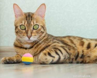 Perché i gatti amano i puntatori laser?