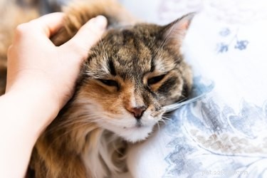 喉を鳴らすことは常にあなたの猫が幸せであることを意味しますか？ 