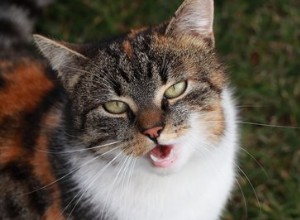 Proč mají kočky rády smradlavé věci?
