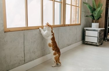 Proč kočky cvrlikají?