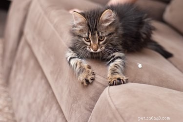 Por que os gatos usam suas garras quando amassam?