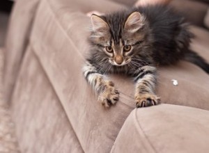 猫がこねるときに爪を使うのはなぜですか？ 