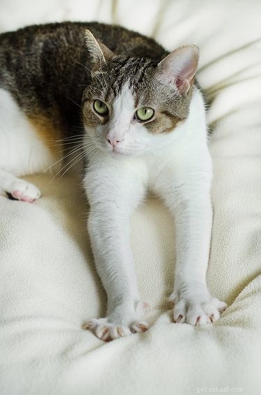 Waarom gebruiken katten hun klauwen als ze kneden?