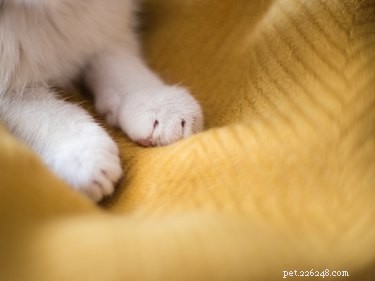 고양이가 반죽할 때 발톱을 사용하는 이유는 무엇입니까?