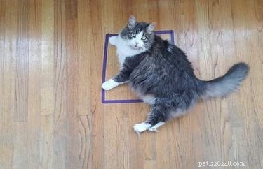 Por que os gatos se sentam em qualquer quadrado ou círculo, mesmo que seja apenas fita?