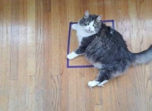 テープだけでも、猫が正方形や円に座るのはなぜですか？ 