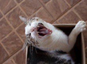 猫がゴミで遊ぶのが好きなのはなぜですか？ 