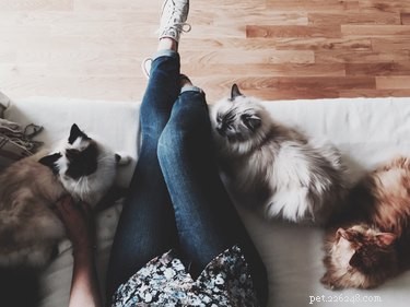 Hur man bevarar freden i ett hushåll med flera katter