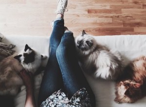 Hur man bevarar freden i ett hushåll med flera katter