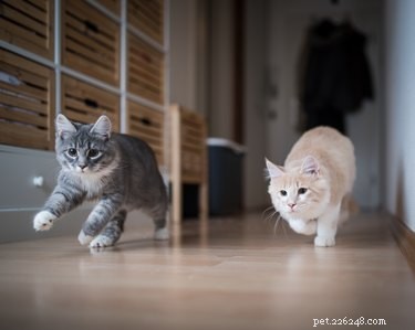 Как сохранить мир в доме с несколькими кошками