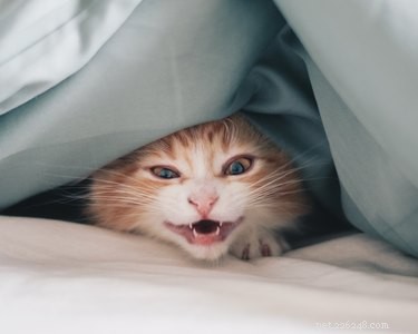なぜ私の猫は真夜中に私を起こしてくれるのですか？ 