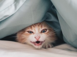 Varför väcker min katt mig mitt i natten?
