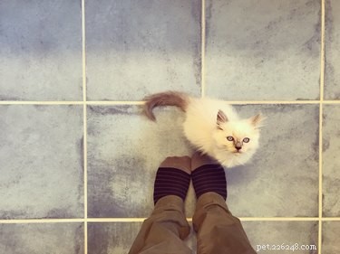 Por que meu gato ataca meus tornozelos quando estou andando?