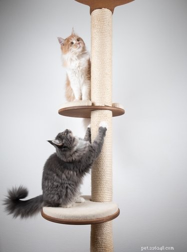 Comment choisir le meilleur arbre à chat pour le style de grattage de votre chat