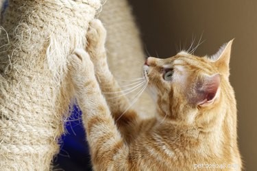 Hur du väljer det bästa skrabbinlägget för dina katter Klösstil