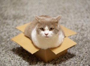 고양이가 상자를 좋아하는 이유는 무엇입니까?