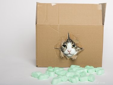 Waarom houden katten van dozen?