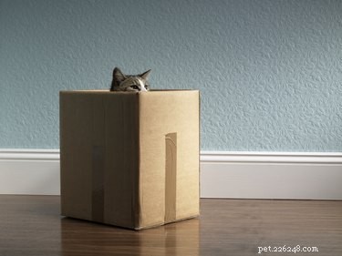 Pourquoi les chats aiment-ils les boîtes ?