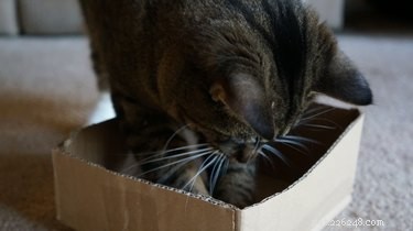 Perché i gatti amano le scatole?