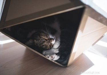 Proč kočky milují krabice?