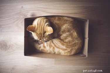 Proč kočky milují krabice?