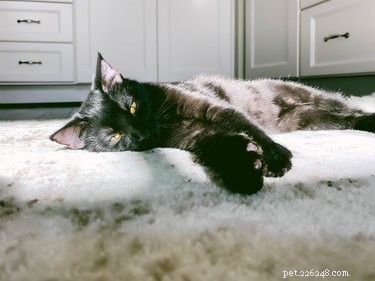 Perché il tuo gatto graffia il tuo tappeto (e come farli smettere)