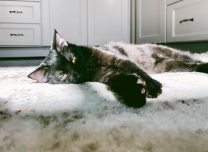 Proč vaše kočka drápe váš koberec (a jak je přimět, aby přestala)