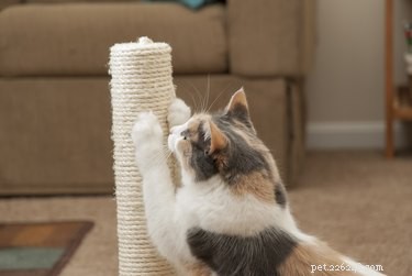 Varför din katt klor din matta (och hur man får dem att sluta)