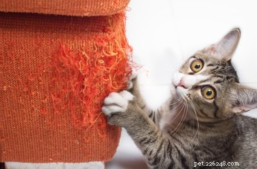 Por que seu gato agarra seu tapete (e como fazê-lo parar)