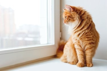 Varför älskar katter att titta ut i fönster?