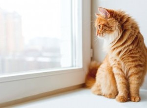Proč kočky milují výhled do oken?