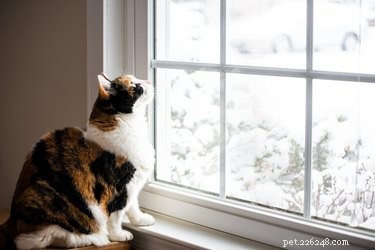 Почему кошки любят смотреть в окна?