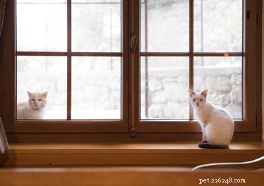 Varför älskar katter att titta ut i fönster?