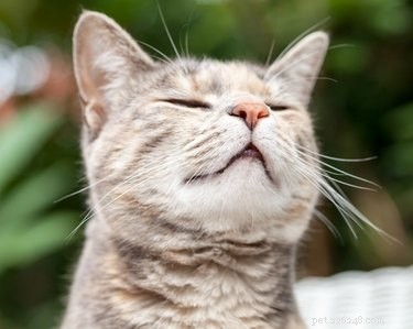 猫が空気を嗅ぐのはなぜですか？ 