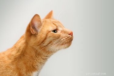 猫が空気を嗅ぐのはなぜですか？ 